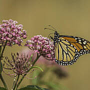 Monarch On Swamp Milkweed Art Print