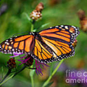 Monarch Wings Art Print