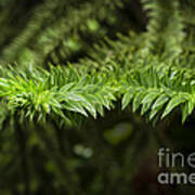 Monkey Puzzle Art Print