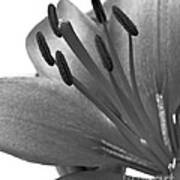 Monochrome Asian Lily Art Print