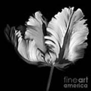 Monocrhome Parrot Tulip Art Print