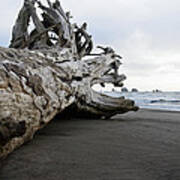 Monster Log At First Beach Art Print