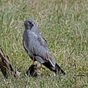 Montagu's Harrier Art Print