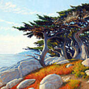 Monterey Cypress Art Print