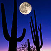 Moon Over Saguaro Cactus Carnegiea Art Print
