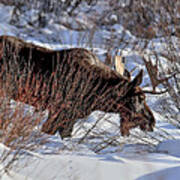 Moose At Sunset In Winter Art Print