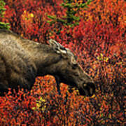 Moose In Denali Art Print