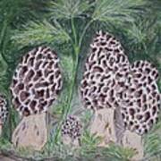 Morel Mushrooms Art Print