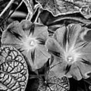 Morning Glory - Bw Art Print