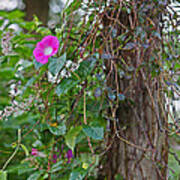 Morning Glory On The Fence Art Print