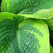 Morning Rain Hosta Art Print