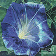 Morning's Glory Art Print