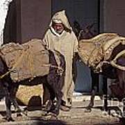 Moroccan Muleteer - Chechaouen Morocco Art Print