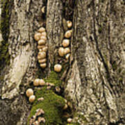 Moss-shrooms On A Tree Art Print