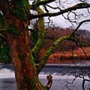 Mossy Tree Leaning Over The Smooth River Wharfe Art Print