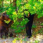 Mother Bear And Cub Art Print