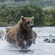 Mother Brown Bear Chasing After Salmon Art Print