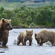 Mother Brown Bear With Cubs Looking For Salmon Art Print