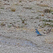 Mountain Bluebird Art Print