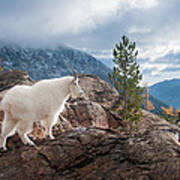 Mountain Goat Art Print