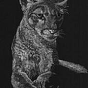 Mountain Lion Art Print