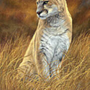 Mountain Lion Art Print