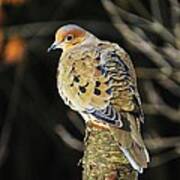 Mourning Dove On Post Art Print