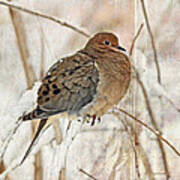 Mourning Dove - Sing No Sad Song For Me #1 Art Print