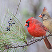 Mr. And Mrs. Redbird In Pine Tree Art Print