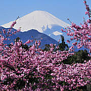 Mt Fuji And Cherry Blossom Art Print