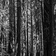 Muir Woods Giants Art Print