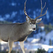 Mule Deer Buck Art Print