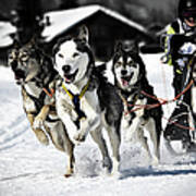 Mushing Art Print