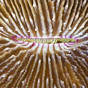 Mushroom Coral Fiji Art Print