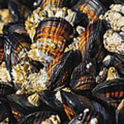 Mussels And Barnacles Art Print