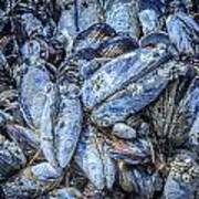 Mussels In Blue Art Print