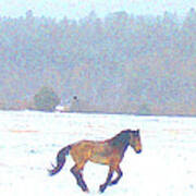 Mustang Freedom Gallop In April Snow Art Print