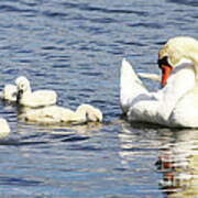 Mute Swans Art Print