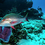 Mutton Snapper In The Caribbean Sea Art Print