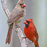 My Cardinal Neighbors Art Print