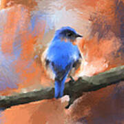 My Little Bluebird Art Print