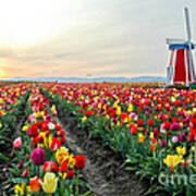 My Touch Of Holland 2 Art Print