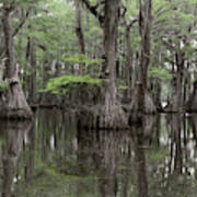 Mysterious Louisiana Swamp Art Print