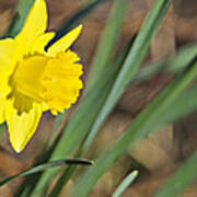 Narcissus Camelot Daffodil_a1 Art Print