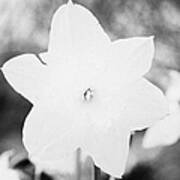 Narcissus Daffodils Art Print