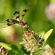 Nashoba Winery Dragonfly Art Print