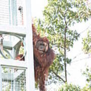 National Zoo - Orangutan - 121210 Art Print