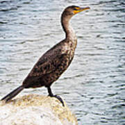 Nature Photography - Water Bird - Cormorant Art Print