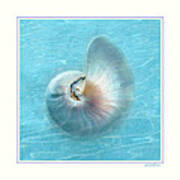 Nautilus Shell Underwater Art Print