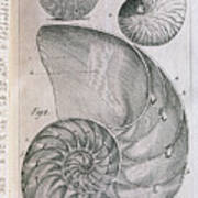 Nautilus Shells And Ammonite Art Print
